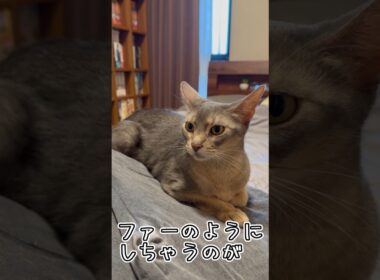 アビシニアンとは その77 主の服をふっさふさにしちゃう猫 #shorts #猫 #アビシニアン