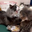【八つ当たり】怖いお兄ちゃんにはやり返せない、末っ子アルは…！？ノルウェージャンフォレストキャットとターキッシュアンゴラ