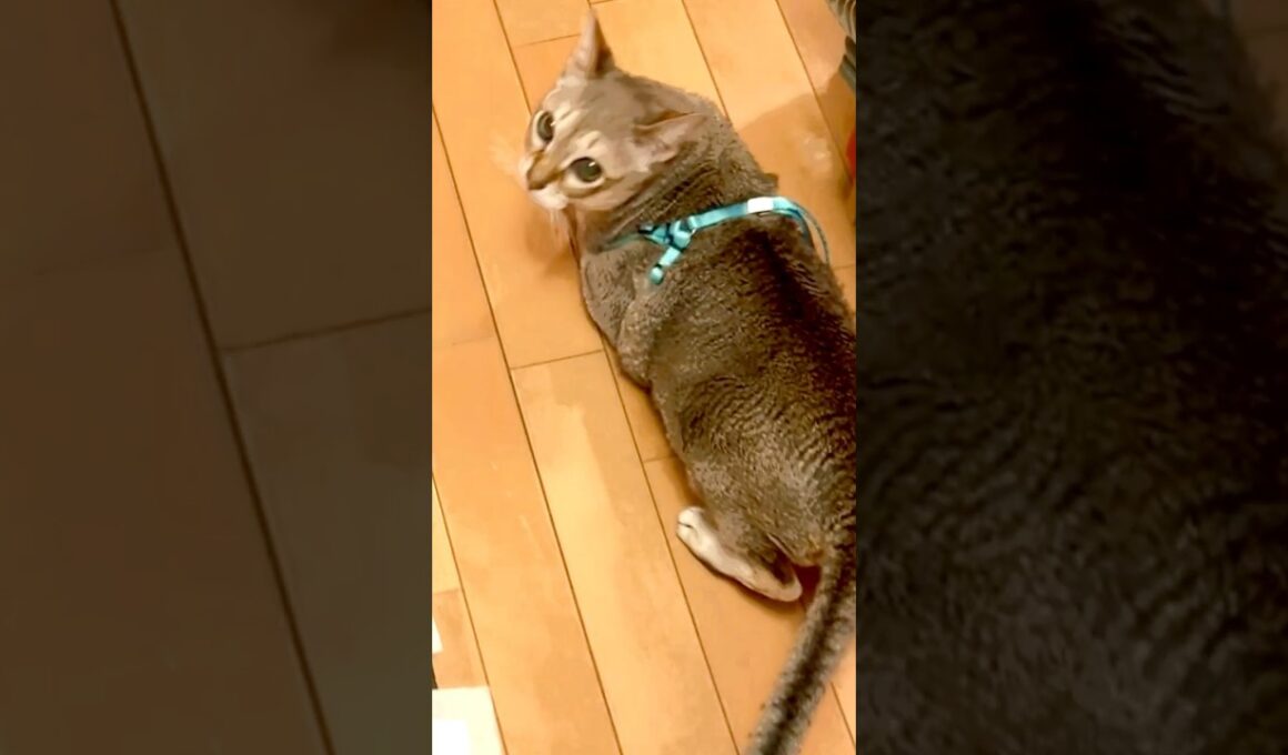 ハーネス装着した同居猫の後ろをついて歩くたぬき猫なのにゃ♪ #cat #シンガプーラ #トンキニーズ#たぬき猫#singapura#tonkinese