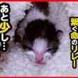 【子猫 保護】祈りと過酷な現実と…