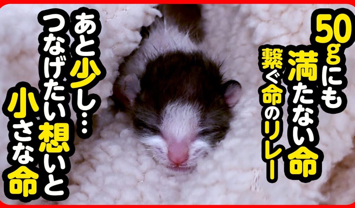 【子猫 保護】祈りと過酷な現実と…