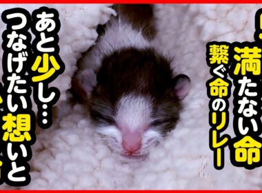 【子猫 保護】祈りと過酷な現実と…