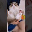 抱っこマン🧸 #shorts #猫 #ラグドール #甘えん坊猫 #猫のいる暮らし #ragdoll