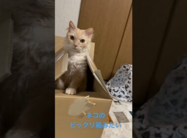 ラパーマのラパちゃん〜ネコのビックリ箱みたい(=^x^=) #cat