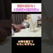 二足歩行の怪獣マンチカンｗ #Shorts #猫 #cat