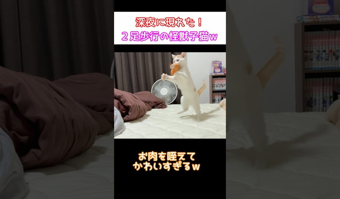 二足歩行の怪獣マンチカンｗ #Shorts #猫 #cat