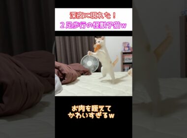 二足歩行の怪獣マンチカンｗ #Shorts #猫 #cat