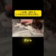 【Ep10 手術後のくまを心配する2匹。小さな子猫たちの優しさ】 #子猫 #成長記録  #shorts