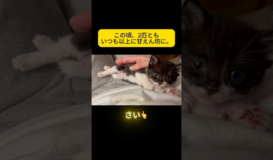 【Ep10 手術後のくまを心配する2匹。小さな子猫たちの優しさ】 #子猫 #成長記録  #shorts