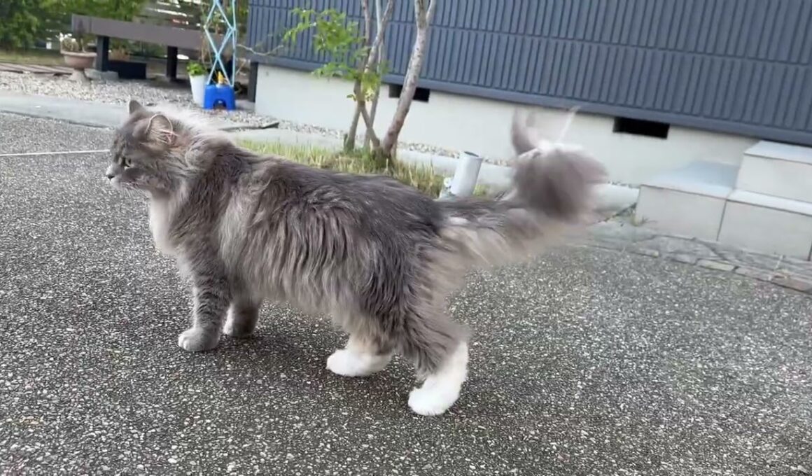 外に憧れる猫　ラガマフィン　サイベリアンA cat curious about the outside world. Ragamuffin. Siberian