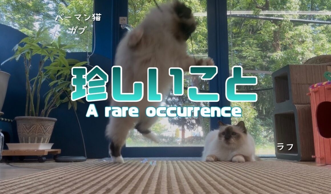 バーマン猫ラフとガブ【珍しいこと】A rare occurrence（バーマン猫）Birman/Cat