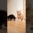 子猫部屋を出たよメインクーンの赤ちゃん達