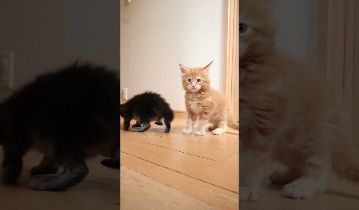 子猫部屋を出たよメインクーンの赤ちゃん達
