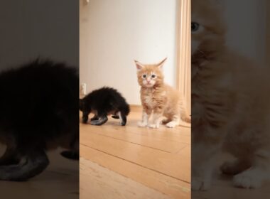 子猫部屋を出たよメインクーンの赤ちゃん達