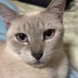 黒猫パズルより、可愛く寄り添うシャム雫ちゃん