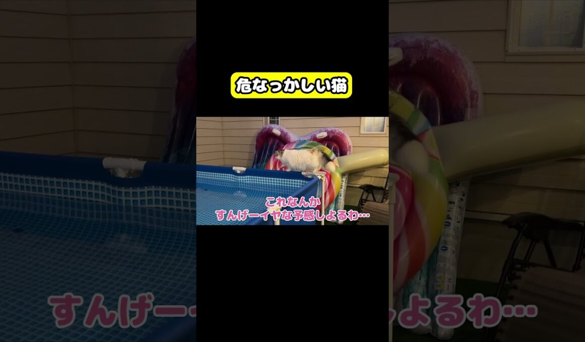 危なっかしい猫　#猫 #おもしろ #アテレコ #ニャンチューバーつくし