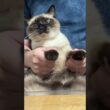 シャム猫のふくさん【たぬき猫】 #cat #しゃむねこ #猫のいる生活 暮らし #猫好きさんと繋がりたい #ねこ #cutecat #cat