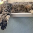 窓辺に打ち上げられた子猫(冷房効いてます)