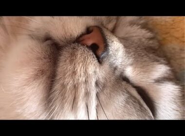 【いつも】見たら癒される世界一可愛い我が家の猫の寝顔！ #Shorts
