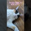 今日も元気にお店の床に寝転ぶ看板猫みけ子店長 #三毛猫 #ねこ
