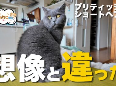 ブリティッシュショートヘア、飼って一番驚いたのはこれでした