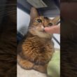 癒しの猫タイム　#cat #アビシニアン #ねこ