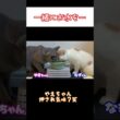 仲良く水を飲んでると思いきや… #Shorts #猫 #子猫  #子ネコ #ネコ #neko
