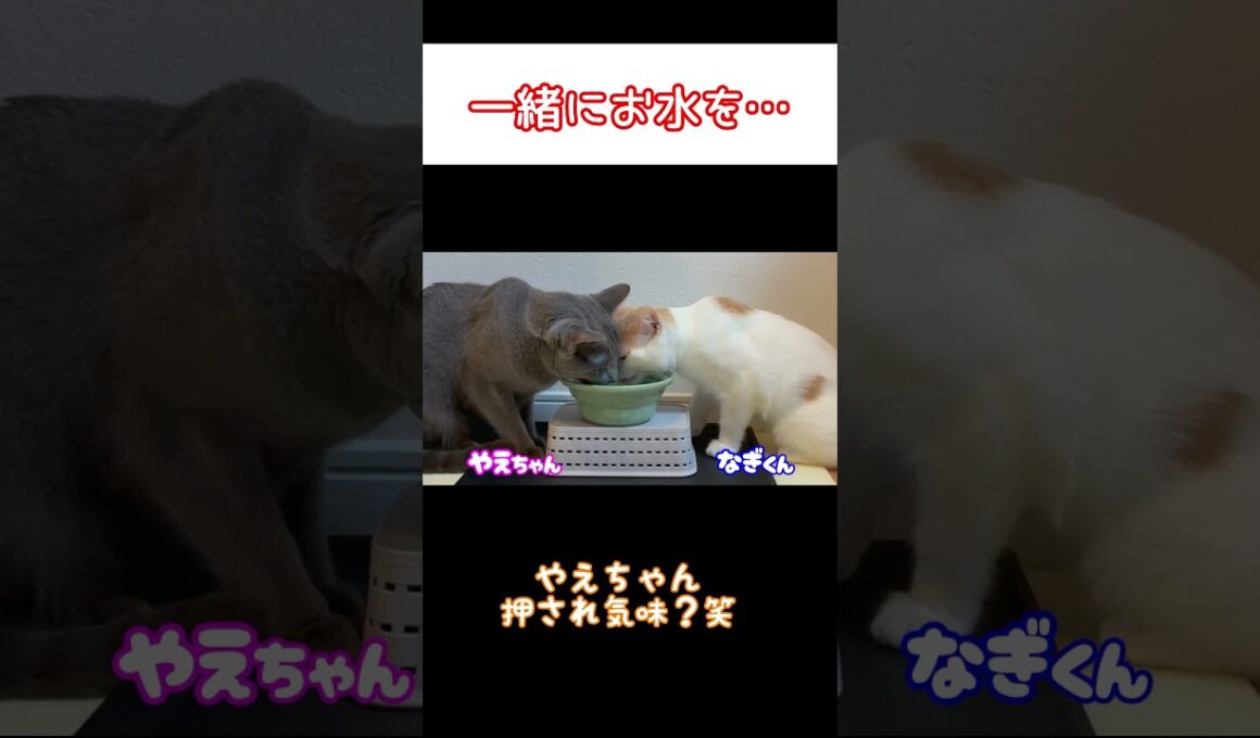 仲良く水を飲んでると思いきや… #Shorts #猫 #子猫  #子ネコ #ネコ #neko