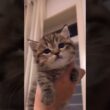思わず声出た！可愛すぎ猫集め🥺
