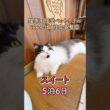 初めてのペットホテル♪ふみふみ可愛いラガマフィンのライ君！『にゃんぱく岐阜各務原』#shorts #cat #猫ホテル