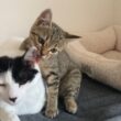 先日のお返しにグルーミングしてあげる子猫