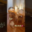 朝日の反射が気になるニャンズ😽💕 #ラグドール #cat #猫好きさんと繋がりたい #ねこのいる暮らし #ねこ動画