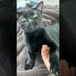 フミフミ甘えん坊ボンベイ　#cat #ねこ #ねこのいる生活 #ねこのいる暮らし #ねこ動画 #猫 #猫好きさんと繋がりたい #かわいい #癒やし