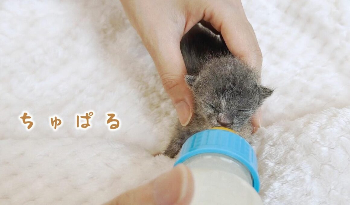 【77→120g】「ちゅぱる」子猫たちミルクいっぱい飲んでも～ぞもぞっ【保護猫生活8日目】