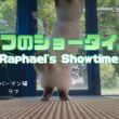 バーマン猫ラフ【ラフのショータイム】Raphael's Showtime（バーマン猫）Birman/Cat