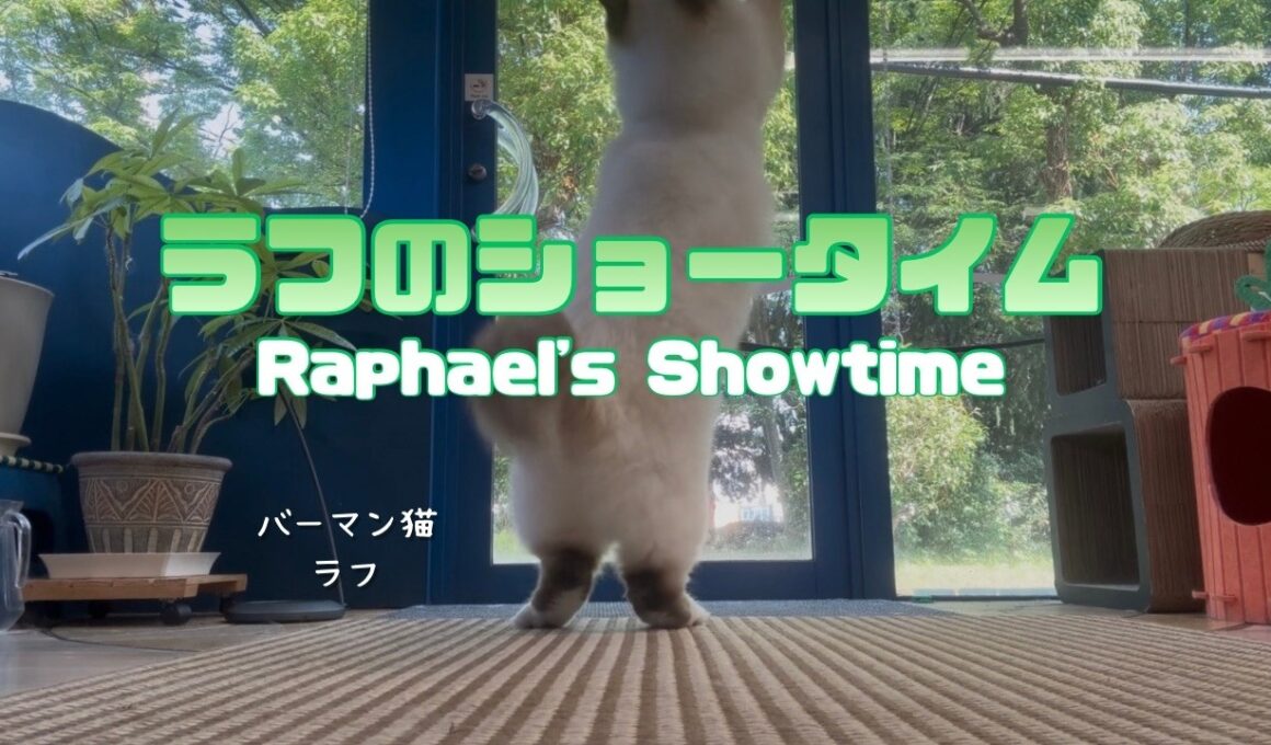 バーマン猫ラフ【ラフのショータイム】Raphael's Showtime（バーマン猫）Birman/Cat