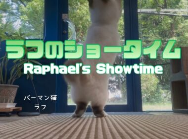 バーマン猫ラフ【ラフのショータイム】Raphael's Showtime（バーマン猫）Birman/Cat