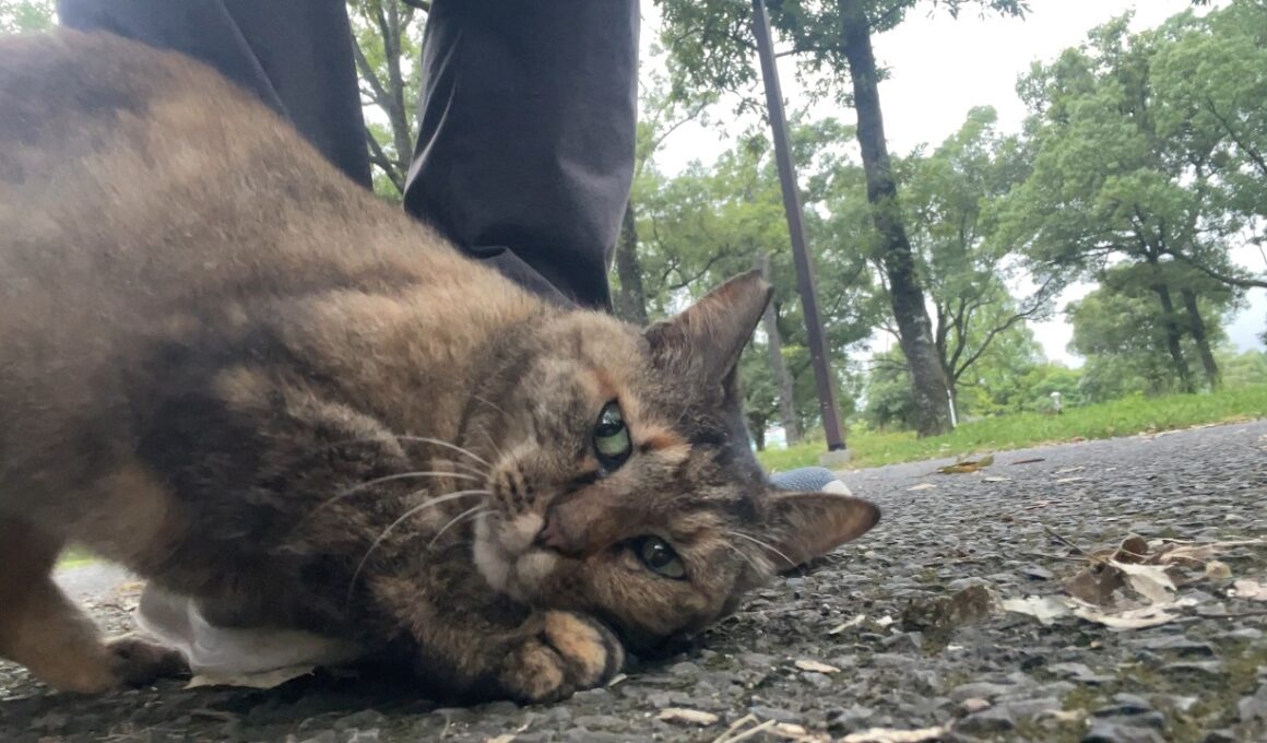 散歩していたら、猫の当たり屋に道を塞がれた