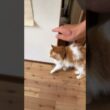 頭でタッチしてくれるメインクーン(猫)
