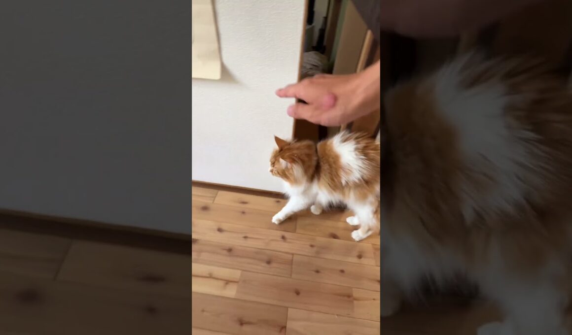 頭でタッチしてくれるメインクーン(猫)