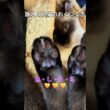 籠入り兄猫のおくつろぎ【シャムMIXの日常】#猫のいる暮らし