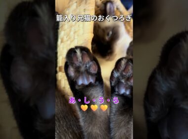 籠入り兄猫のおくつろぎ【シャムMIXの日常】#猫のいる暮らし