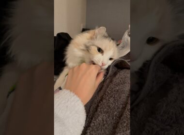存在確認しただけなのに噛まれた。#shorts #猫 #アメリカンカール