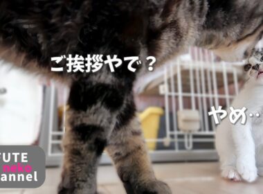 子猫と仲良くしたいおっさん猫がしょんぼりしてしまった【保護子猫】