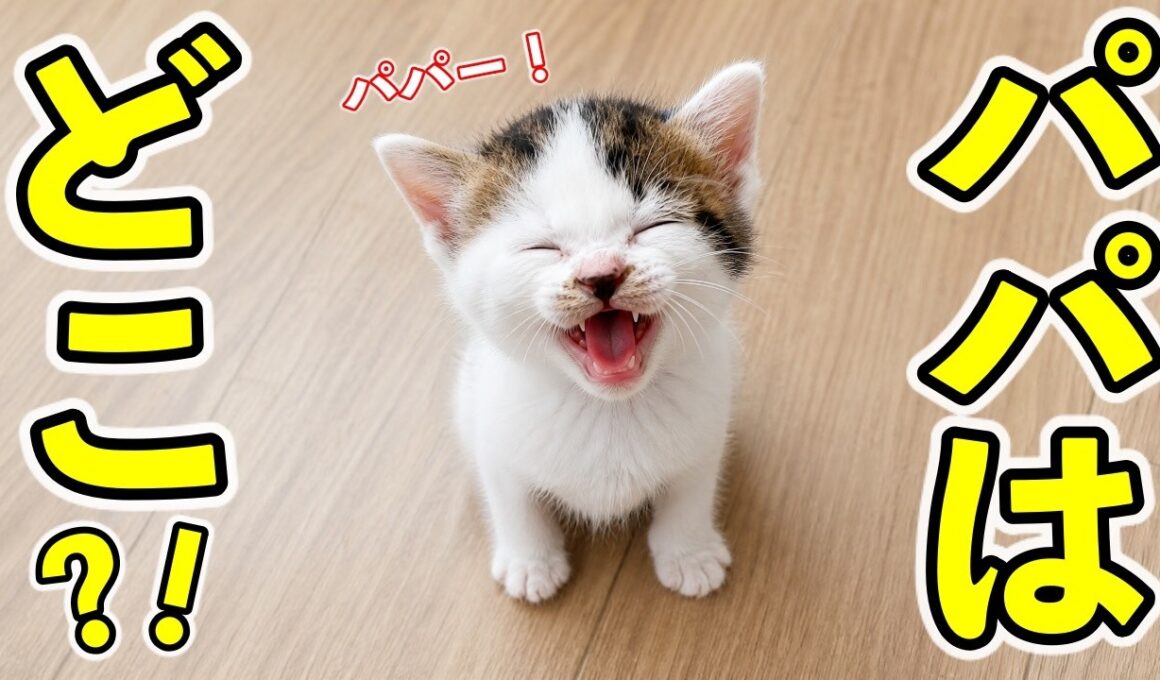ミルク待ちする寂しがり屋な子猫を隠し撮りしたら…