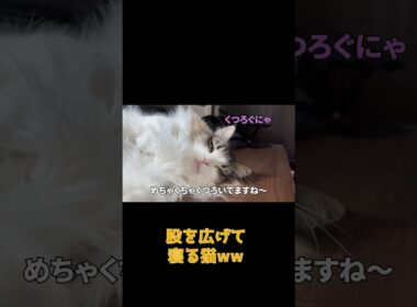 寝方がクセありすぎる猫ww #ネコ #cat #ねこ #猫のいる生活 #shorts #アメショ #ノルウェージャンフォレストキャット #アメリカンショートヘア #猫のいる暮らし