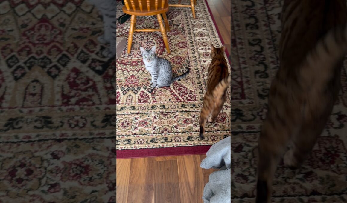 ワイルドなキャットがいる我が家🥰#cat#ねこ#癒し動画#ocicat#bengalcat#ベンガル
