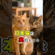 日本猫が特別な5つの理由！#ねこ #猫雑学 #日本猫の魅力