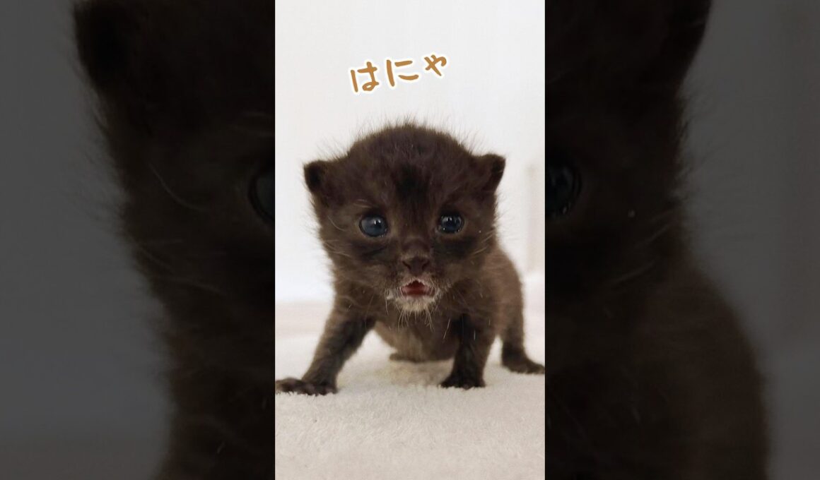 よちよち歩きがかわいすぎる子猫｜ミルクを飲んで今日も世界を確認中【保護猫生活】