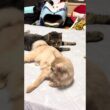 本当好きだね　#shorts #猫#ソマリ#キジトラ